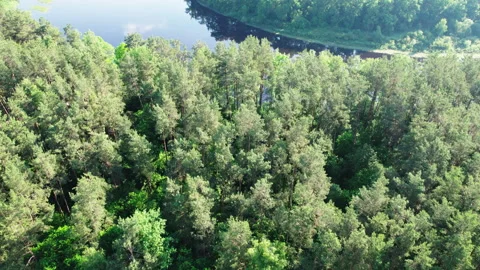 Dense coniferous forest on the coast of a winding river Stock Footage 157828568