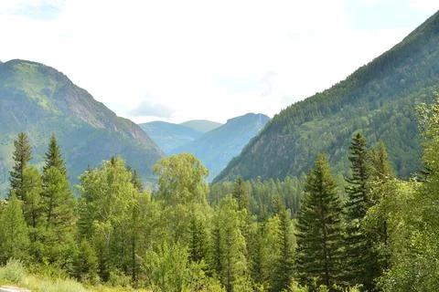 Dense coniferous forest in a crevice between two slopes of high mountains o.. Stock Photos