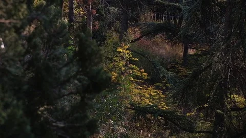 Dense coniferous forest Stock Footage 84076146