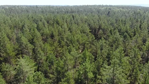 Dense coniferous forest. 動画素材 119729621