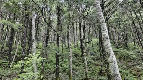 Dense Coniferous Forest Stock Footage 330929192