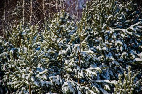Dense coniferous forest. a large pine Park. much snow Stock Photos