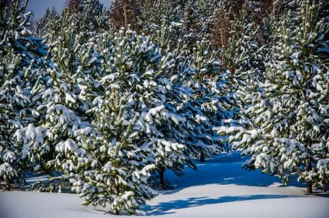 Dense coniferous forest. a large pine Park. much snow Stock Photos