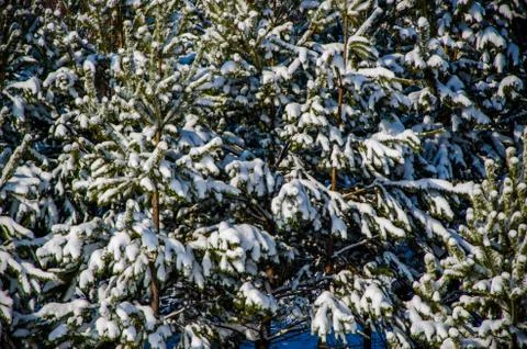 Dense coniferous forest. a large pine Park. much snow Stock Photos