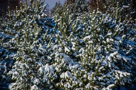 Dense coniferous forest. a large pine Park. much snow Stock Photos