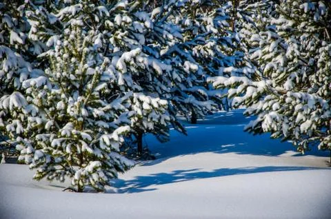 Dense coniferous forest. a large pine Park. much snow Foto stock