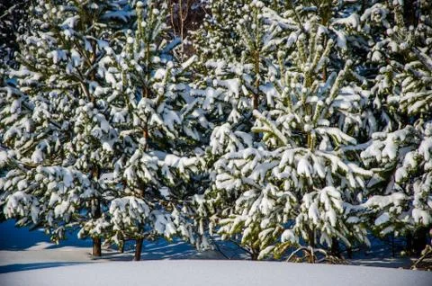 Dense coniferous forest. a large pine Park. much snow Stock Photos