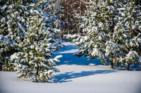 Dense coniferous forest. a large pine Park. much snow Stock Photos