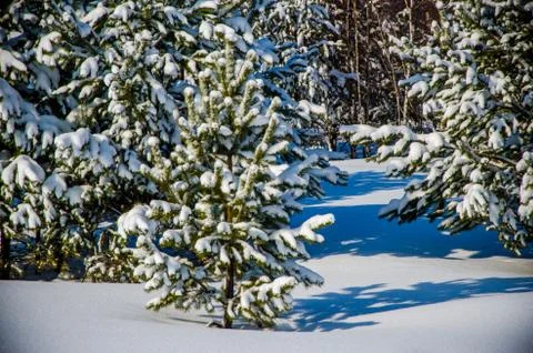 Dense coniferous forest. a large pine Park. much snow Stock Photos