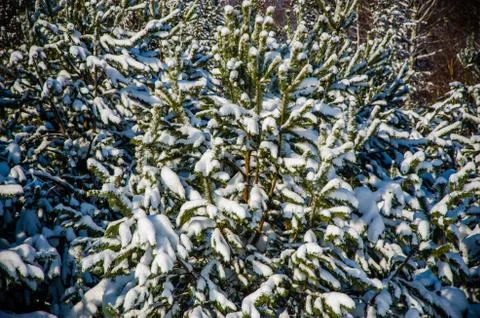 Dense coniferous forest. a large pine Park. much snow Stock Photos