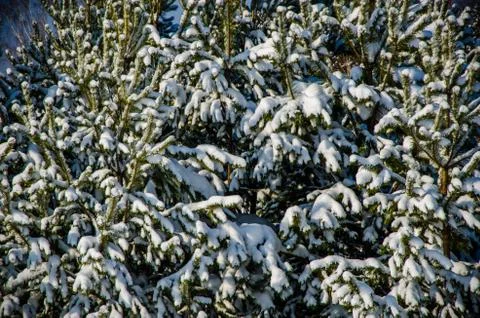 Dense coniferous forest. a large pine Park. much snow Stock Photos