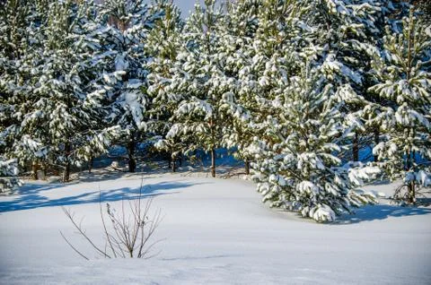 Dense coniferous forest. a large pine Park. much snow Stock Photos