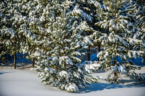 Dense coniferous forest. a large pine Park. much snow Stock Photos