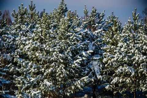 Dense coniferous forest. a large pine Park. much snow Stock Photos