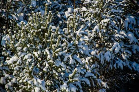 Dense coniferous forest. a large pine Park. much snow Stock Photos
