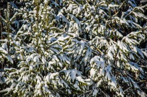 Dense coniferous forest. a large pine Park. much snow Stock Photos