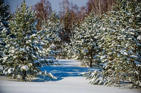 Dense coniferous forest. a large pine Park. much snow Stock Photos