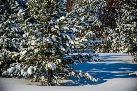 Dense coniferous forest. a large pine Park. much snow Stock Photos