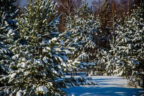 Dense coniferous forest. a large pine Park. much snow Stock Photos