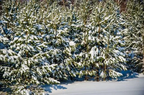 Dense coniferous forest. a large pine Park. much snow Stock Photos