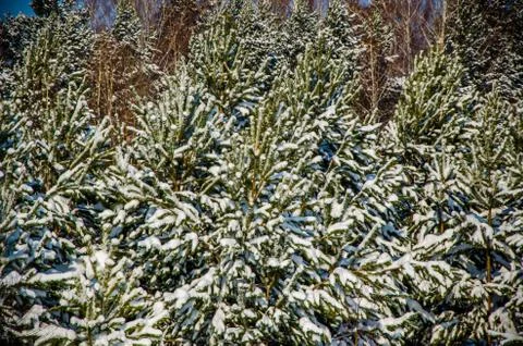Dense coniferous forest. a large pine Park. much snow Stock Photos