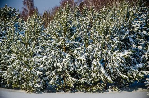 Dense coniferous forest. a large pine Park. much snow Stock Photos