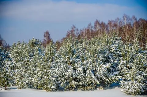 Dense coniferous forest. a large pine Park. much snow Stock Photos