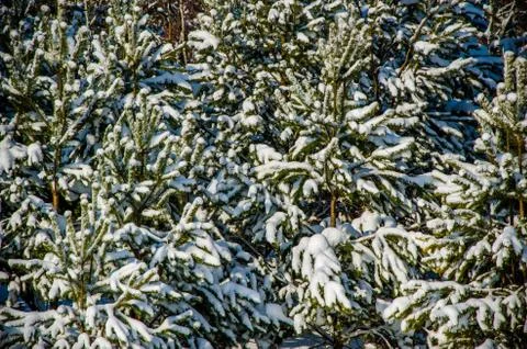 Dense coniferous forest. a large pine Park. much snow Stock Photos