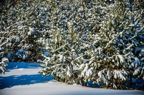 Dense coniferous forest. a large pine Park. much snow Stock Photos