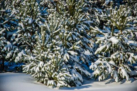 Dense coniferous forest. a large pine Park. much snow Foto stock