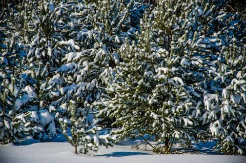 Dense coniferous forest. a large pine Park. much snow Stock Photos