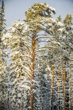 Dense coniferous forest. a large pine Park. much snow Stock Photos