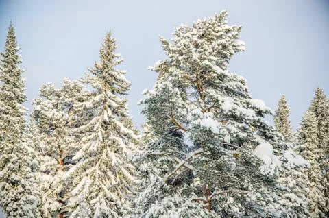 Dense coniferous forest. a large pine Park. much snow Stock Photos