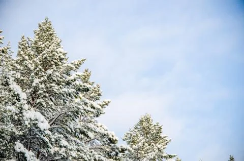 Dense coniferous forest. a large pine Park. much snow Stock Photos