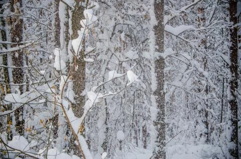 Dense coniferous forest. a large pine Park. much snow Stock Photos