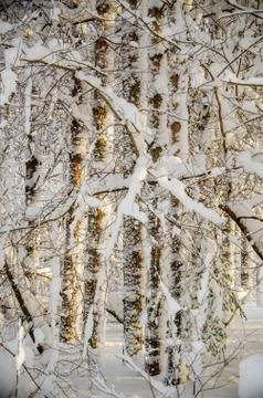 Dense coniferous forest. a large pine Park. much snow Stock Photos