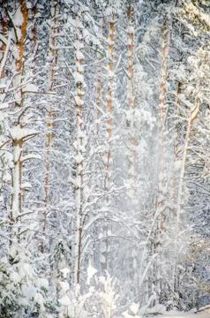 Dense coniferous forest. a large pine Park. much snow Stock Photos