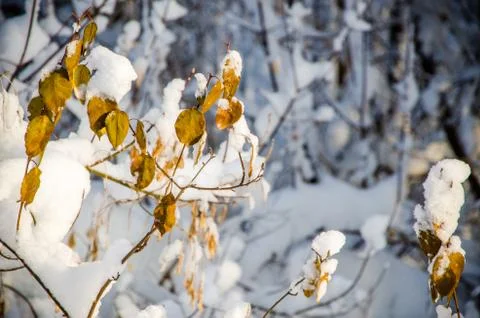 Dense coniferous forest. a large pine Park. much snow Stock Photos
