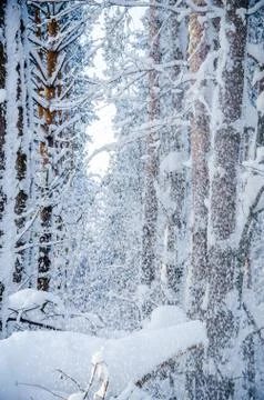 Dense coniferous forest. a large pine Park. much snow Stock Photos