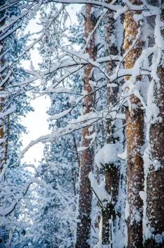 Dense coniferous forest. a large pine Park. much snow Stock Photos