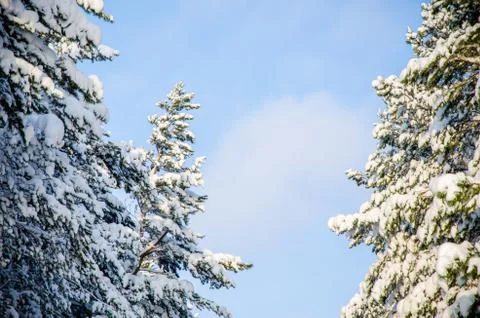 Dense coniferous forest. a large pine Park. much snow Foto stock