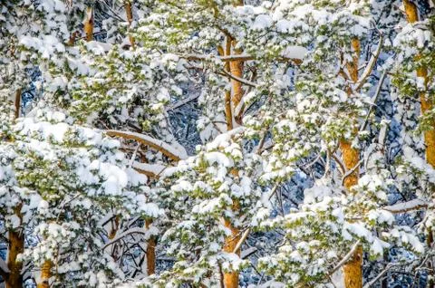 Dense coniferous forest. a large pine Park. much snow Stock Photos