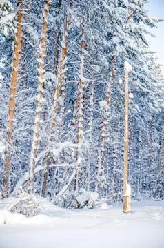 Dense coniferous forest. a large pine Park. much snow Stock Photos