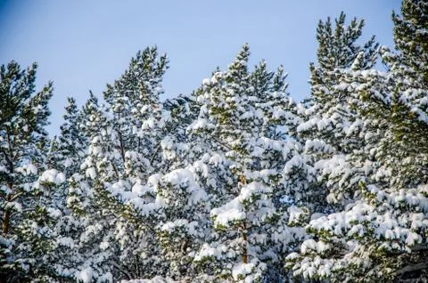 Dense coniferous forest. a large pine Park. much snow Foto stock