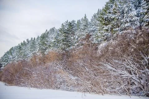 Dense coniferous forest. a large pine Park. much snow Stock Photos