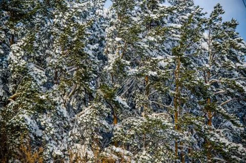 Dense coniferous forest. a large pine Park. much snow Stock Photos