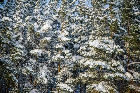 Dense coniferous forest. a large pine Park. much snow Stock Photos