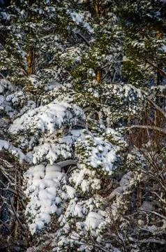 Dense coniferous forest. a large pine Park. much snow Stock Photos