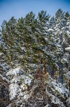 Dense coniferous forest. a large pine Park. much snow Stock Photos