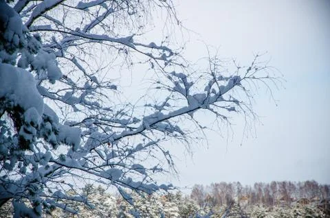 Dense coniferous forest. a large pine Park. much snow Stock Photos